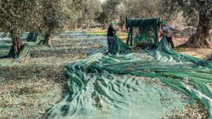 raccolta delle olive