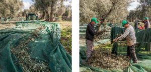 raccolta delle olive